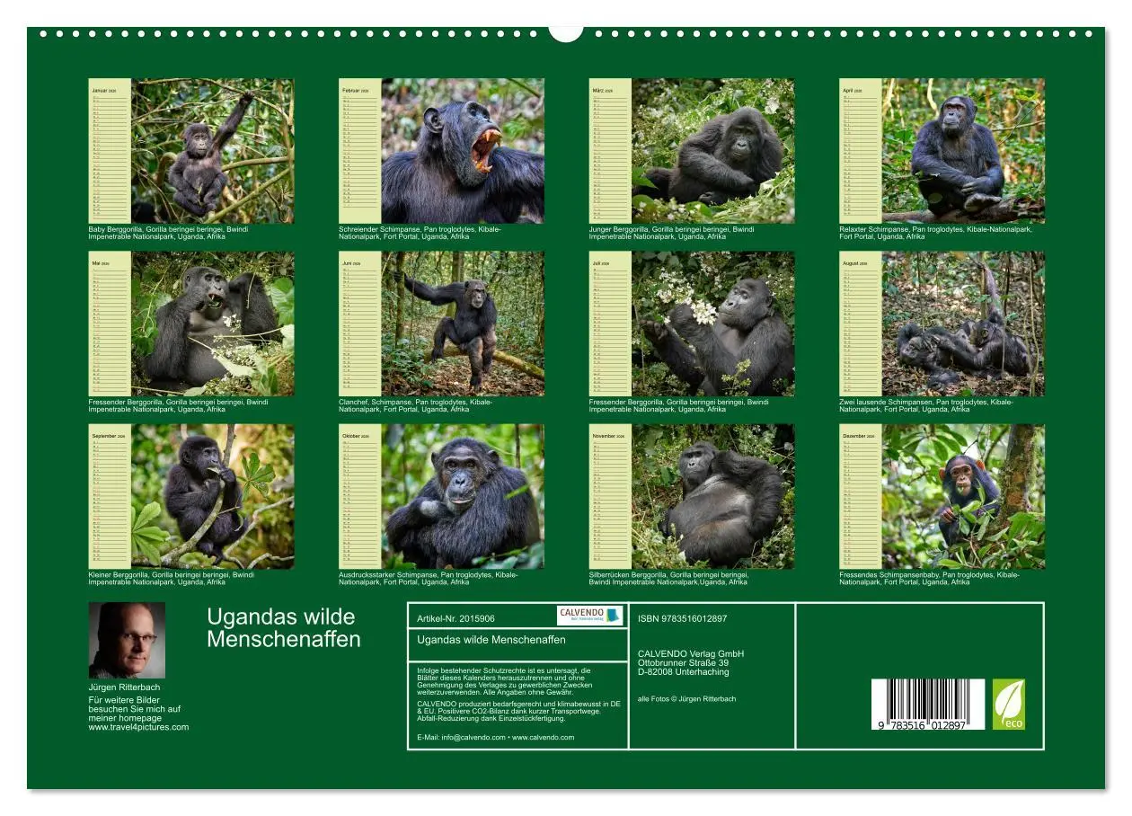 Bild: 9783516012897 | Ugandas wilde Menschenaffen (hochwertiger Premium Wandkalender 2026...