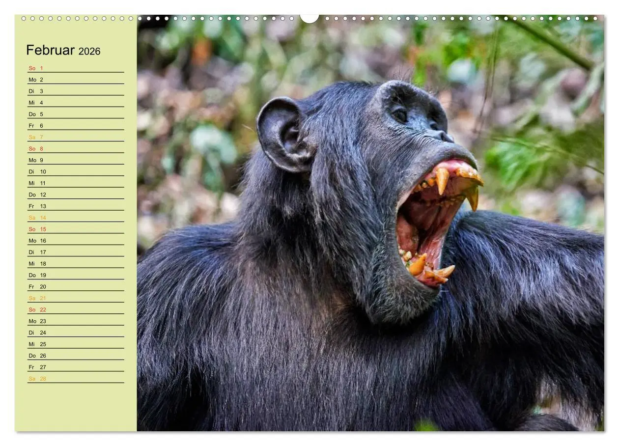 Bild: 9783516012897 | Ugandas wilde Menschenaffen (hochwertiger Premium Wandkalender 2026...