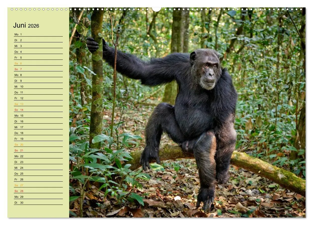 Bild: 9783516012897 | Ugandas wilde Menschenaffen (hochwertiger Premium Wandkalender 2026...