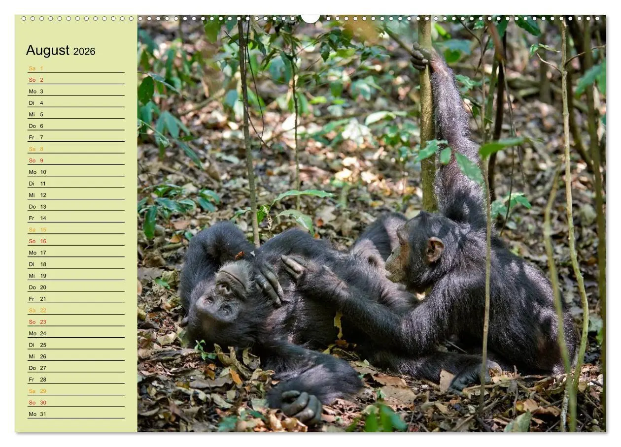 Bild: 9783516012897 | Ugandas wilde Menschenaffen (hochwertiger Premium Wandkalender 2026...