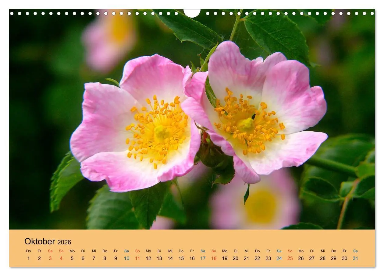 Bild: 9783516172997 | Wildblumen 2026 (Wandkalender 2026 DIN A3 quer), CALVENDO...