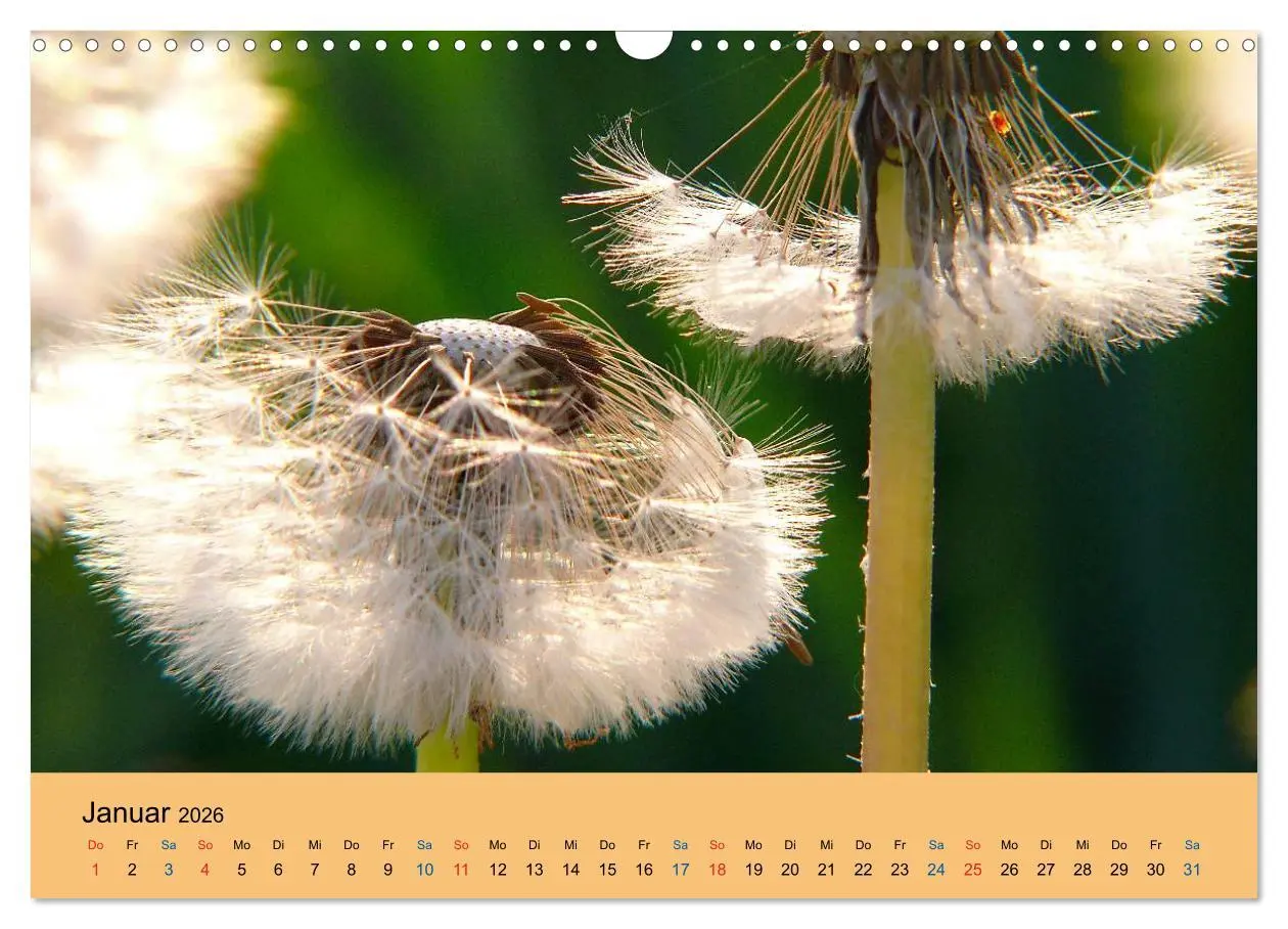 Bild: 9783516172997 | Wildblumen 2026 (Wandkalender 2026 DIN A3 quer), CALVENDO...