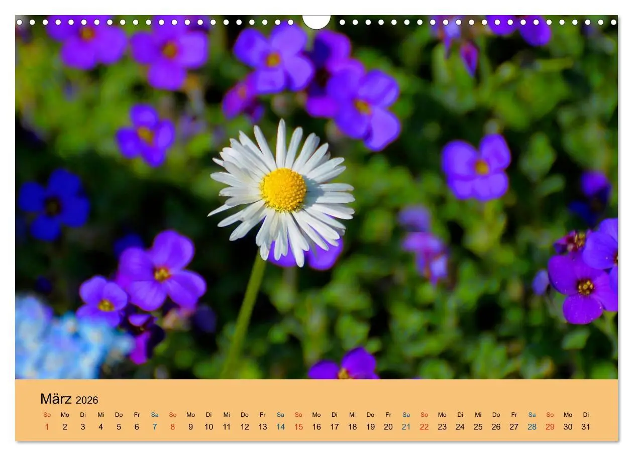 Bild: 9783516172997 | Wildblumen 2026 (Wandkalender 2026 DIN A3 quer), CALVENDO...