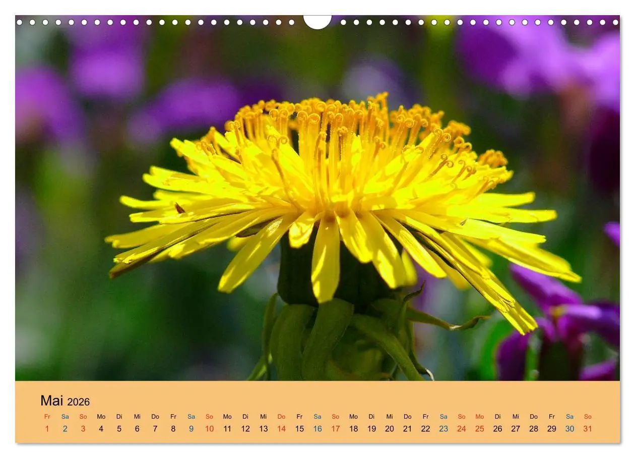 Bild: 9783516172997 | Wildblumen 2026 (Wandkalender 2026 DIN A3 quer), CALVENDO...