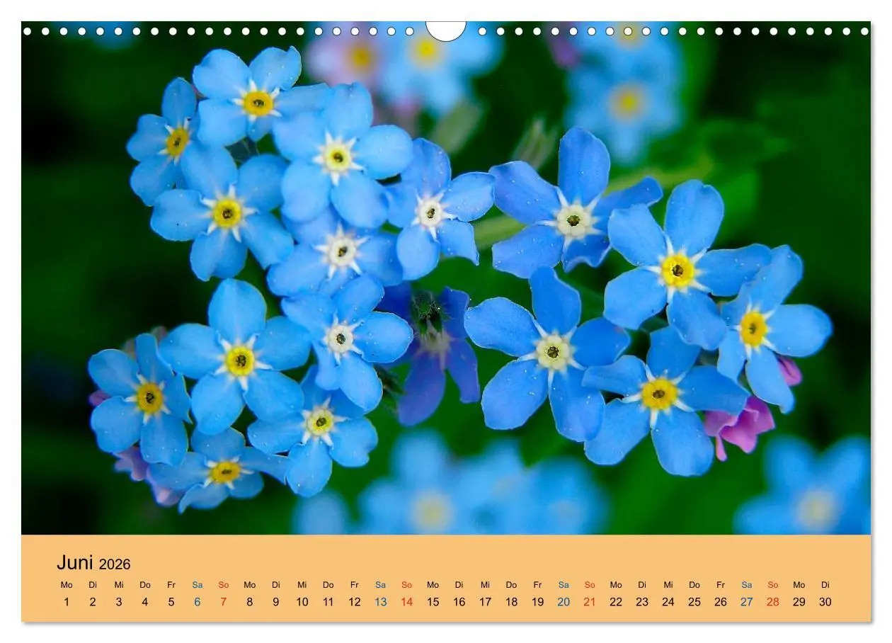 Bild: 9783516172997 | Wildblumen 2026 (Wandkalender 2026 DIN A3 quer), CALVENDO...