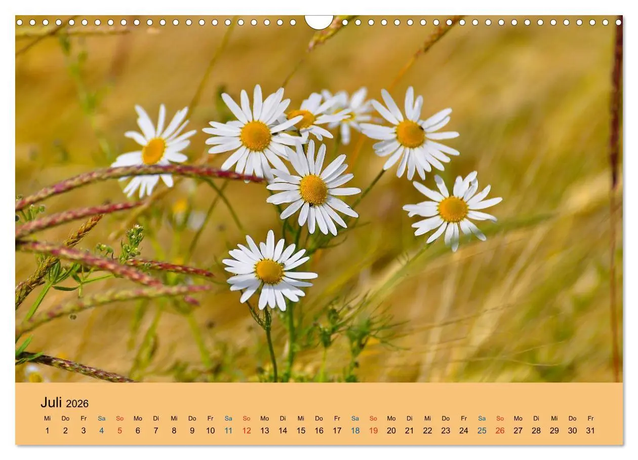 Bild: 9783516172997 | Wildblumen 2026 (Wandkalender 2026 DIN A3 quer), CALVENDO...