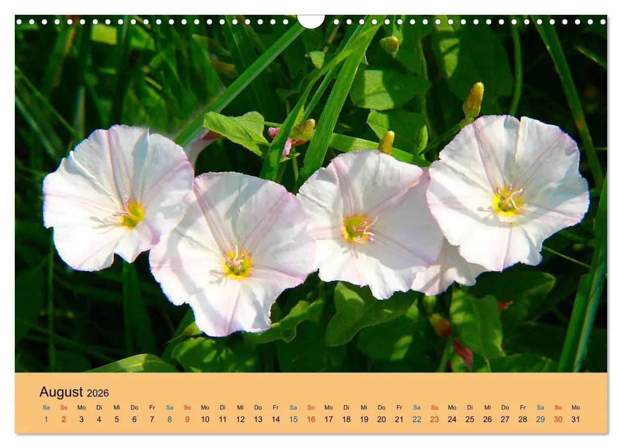 Bild: 9783516172997 | Wildblumen 2026 (Wandkalender 2026 DIN A3 quer), CALVENDO...