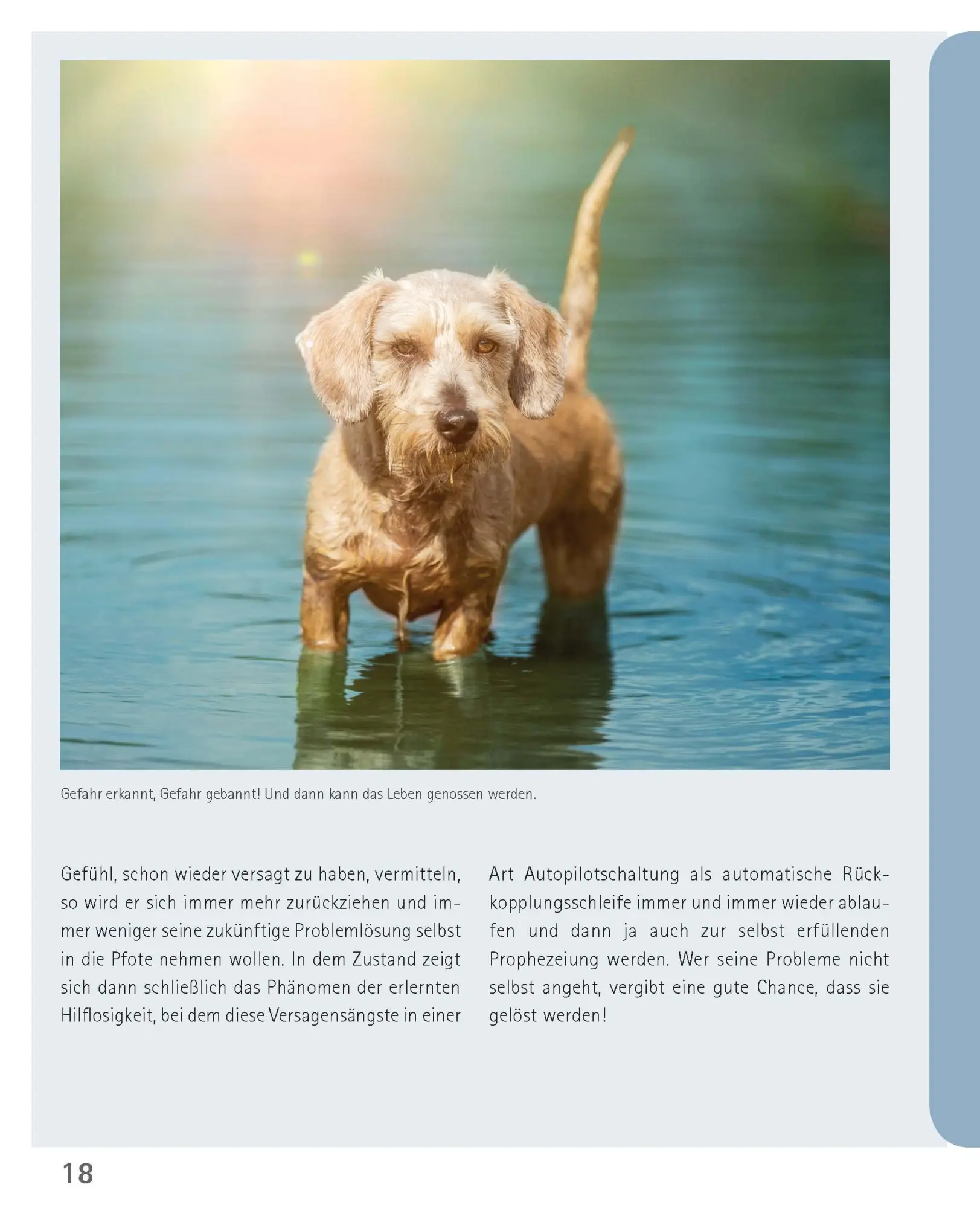 Bild: 9783275023097 | Mein Hund hat Angst | Petra Krivy (u. a.) | Taschenbuch | 160 S.