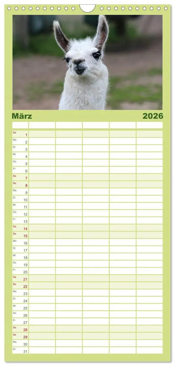 Bild: 9783516513097 | Familienplaner 2026 - Lama-Kalender mit 5 Spalten (Wandkalender, 21...