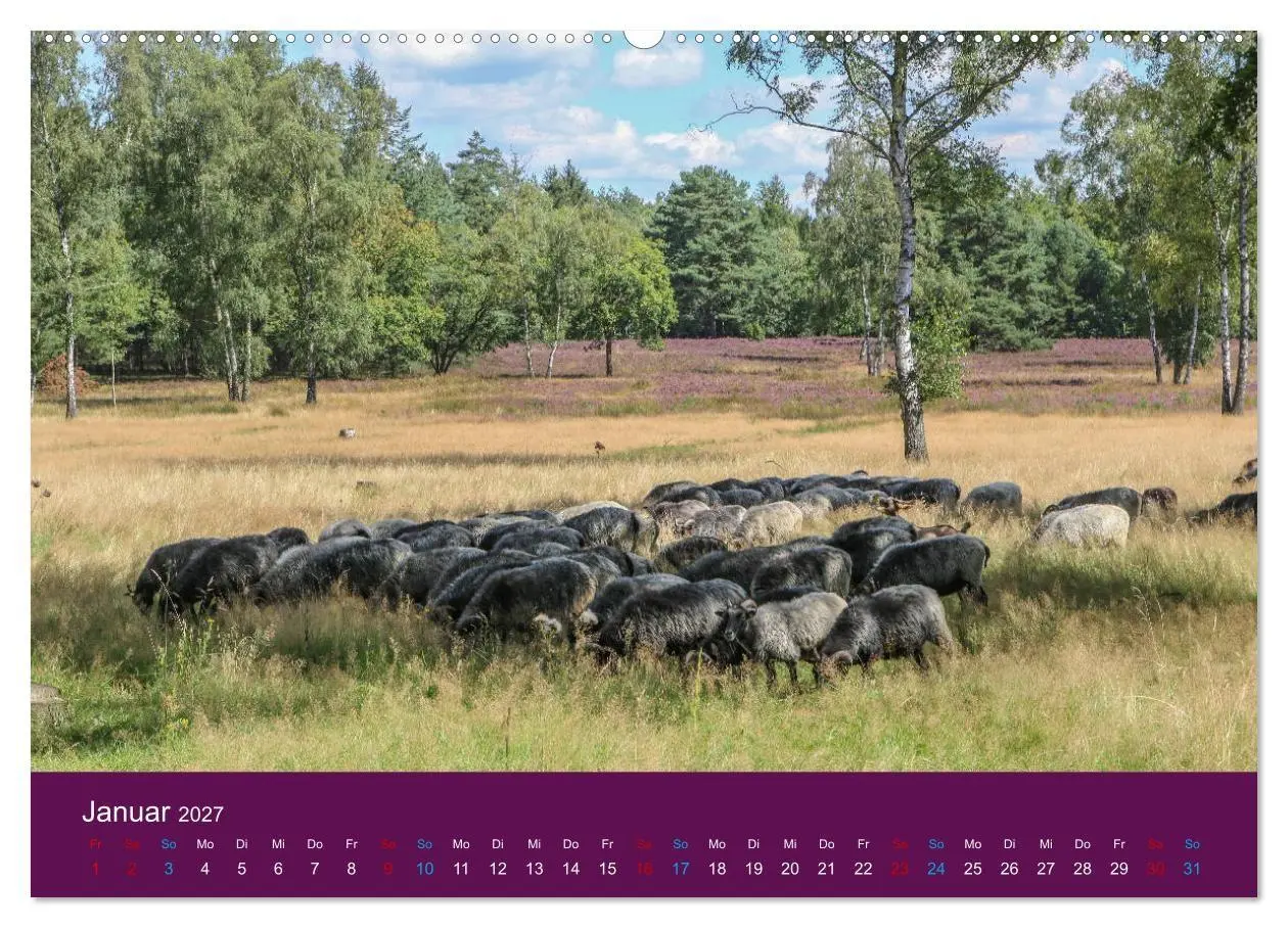 Bild: 9783569843097 | Die Heide blüht (Wandkalender 2027 DIN A2 quer), CALVENDO...