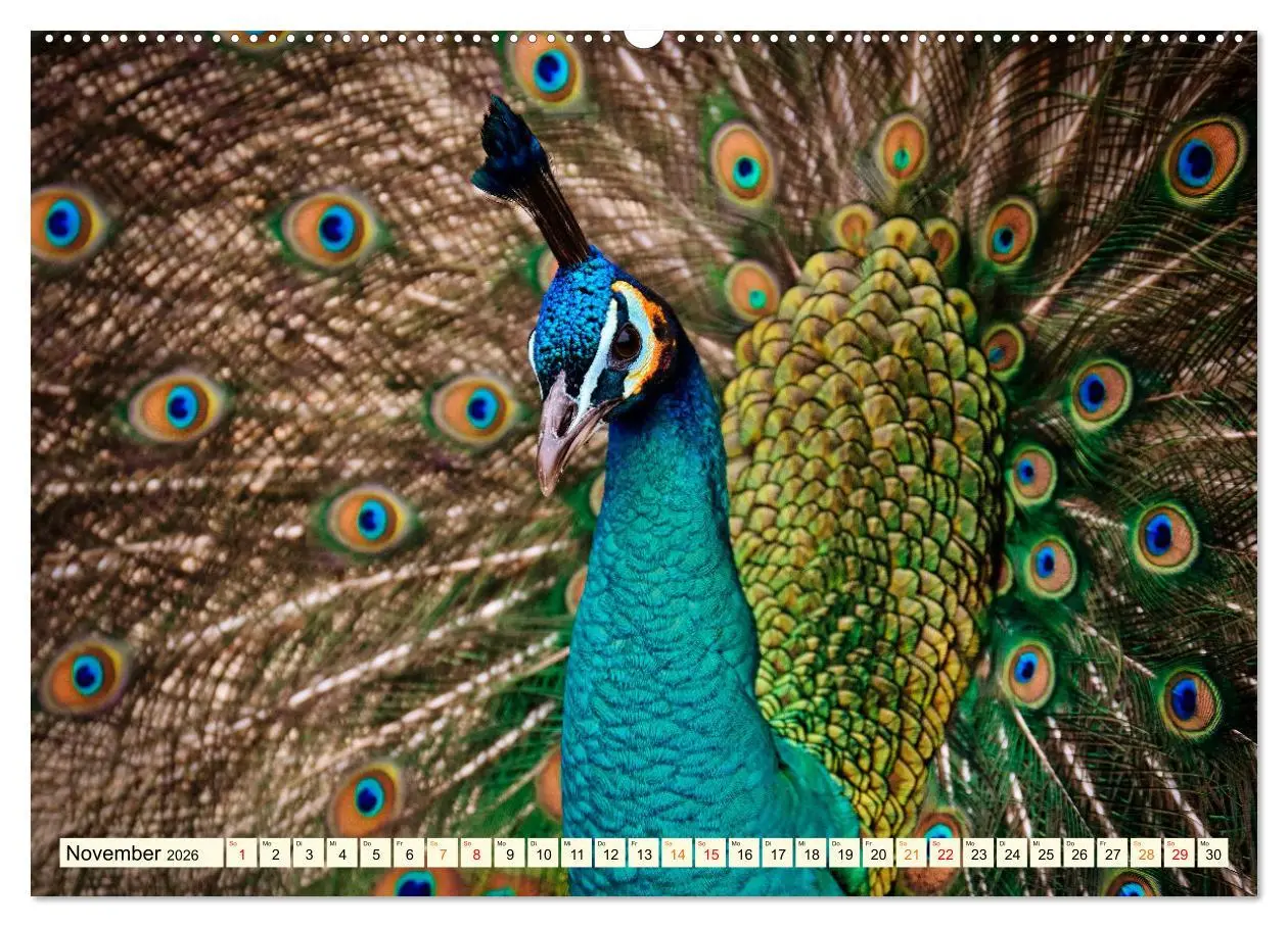 Bild: 9783457573297 | Schöner Pfau (hochwertiger Premium Wandkalender 2026 DIN A2 quer),...