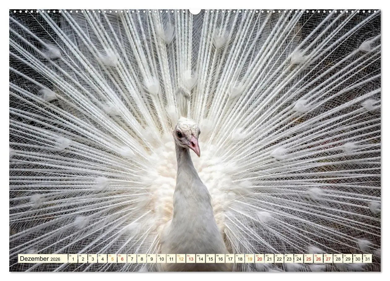 Bild: 9783457573297 | Schöner Pfau (hochwertiger Premium Wandkalender 2026 DIN A2 quer),...