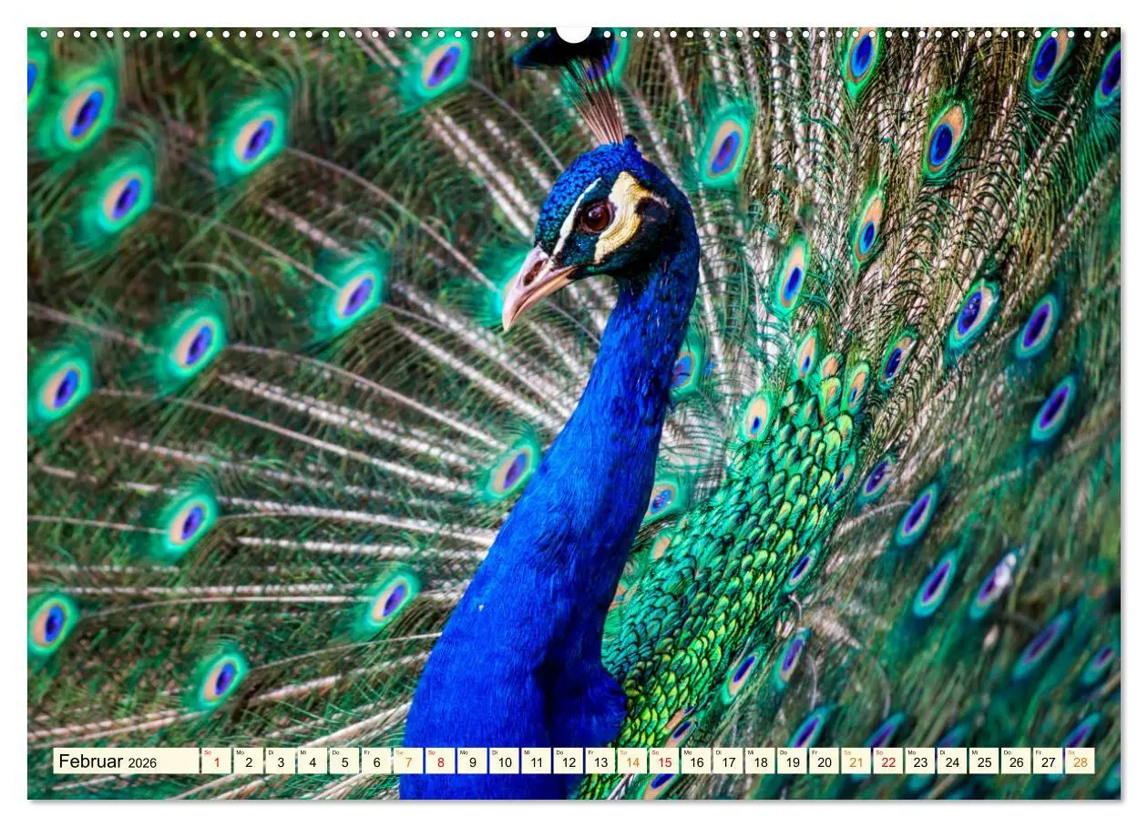Bild: 9783457573297 | Schöner Pfau (hochwertiger Premium Wandkalender 2026 DIN A2 quer),...