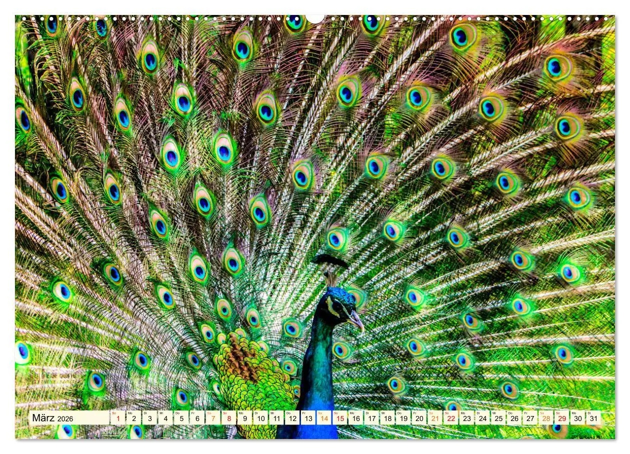 Bild: 9783457573297 | Schöner Pfau (hochwertiger Premium Wandkalender 2026 DIN A2 quer),...