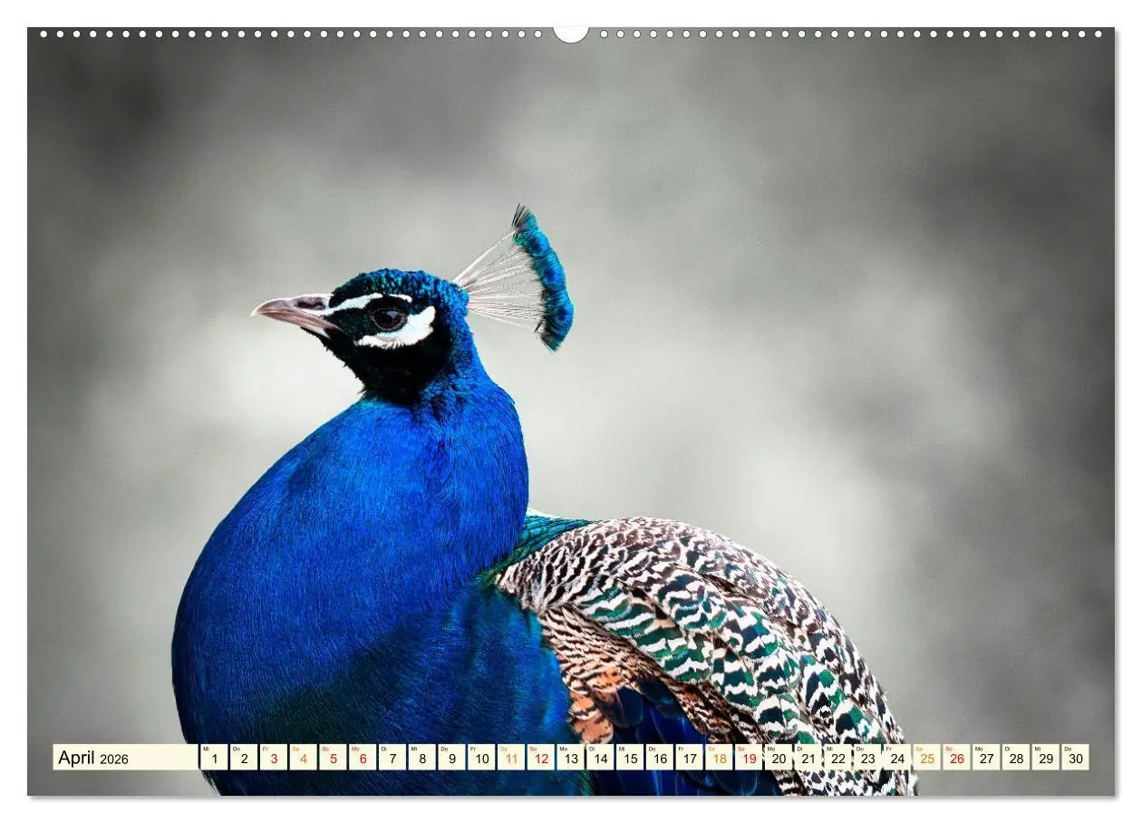 Bild: 9783457573297 | Schöner Pfau (hochwertiger Premium Wandkalender 2026 DIN A2 quer),...