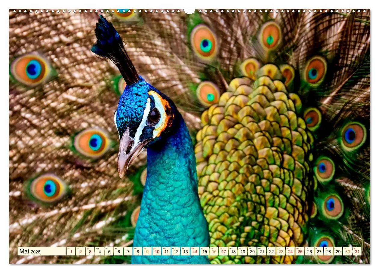Bild: 9783457573297 | Schöner Pfau (hochwertiger Premium Wandkalender 2026 DIN A2 quer),...