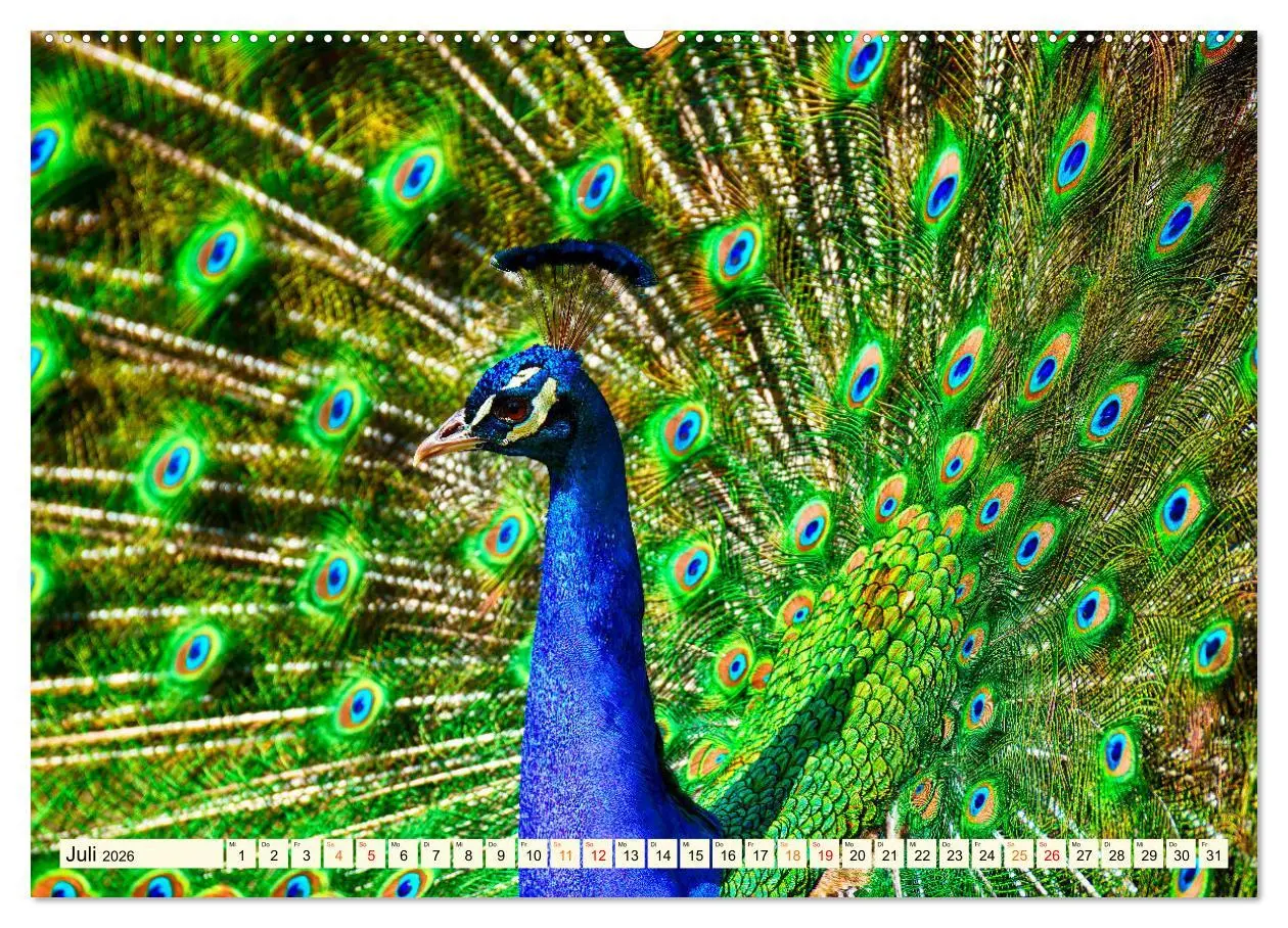 Bild: 9783457573297 | Schöner Pfau (hochwertiger Premium Wandkalender 2026 DIN A2 quer),...