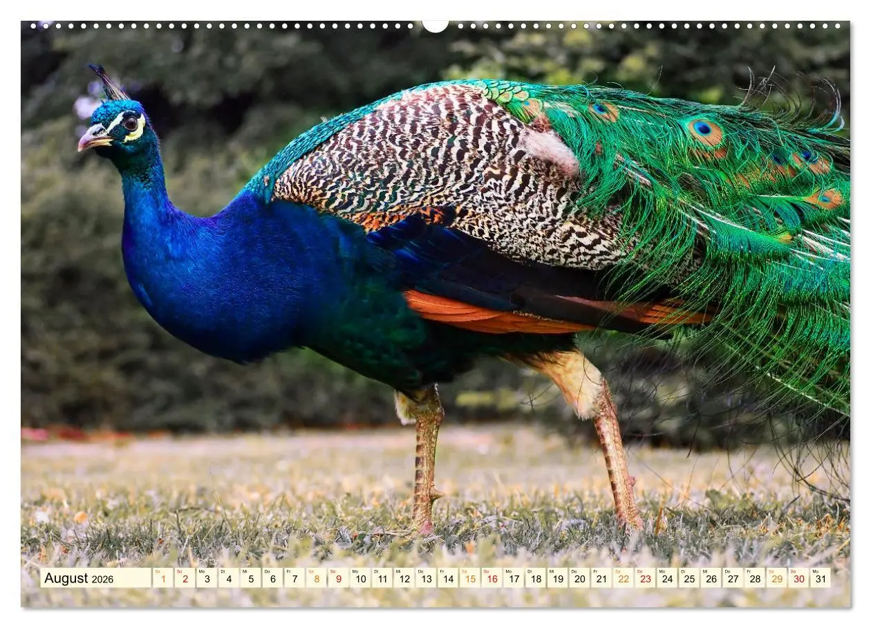 Bild: 9783457573297 | Schöner Pfau (hochwertiger Premium Wandkalender 2026 DIN A2 quer),...