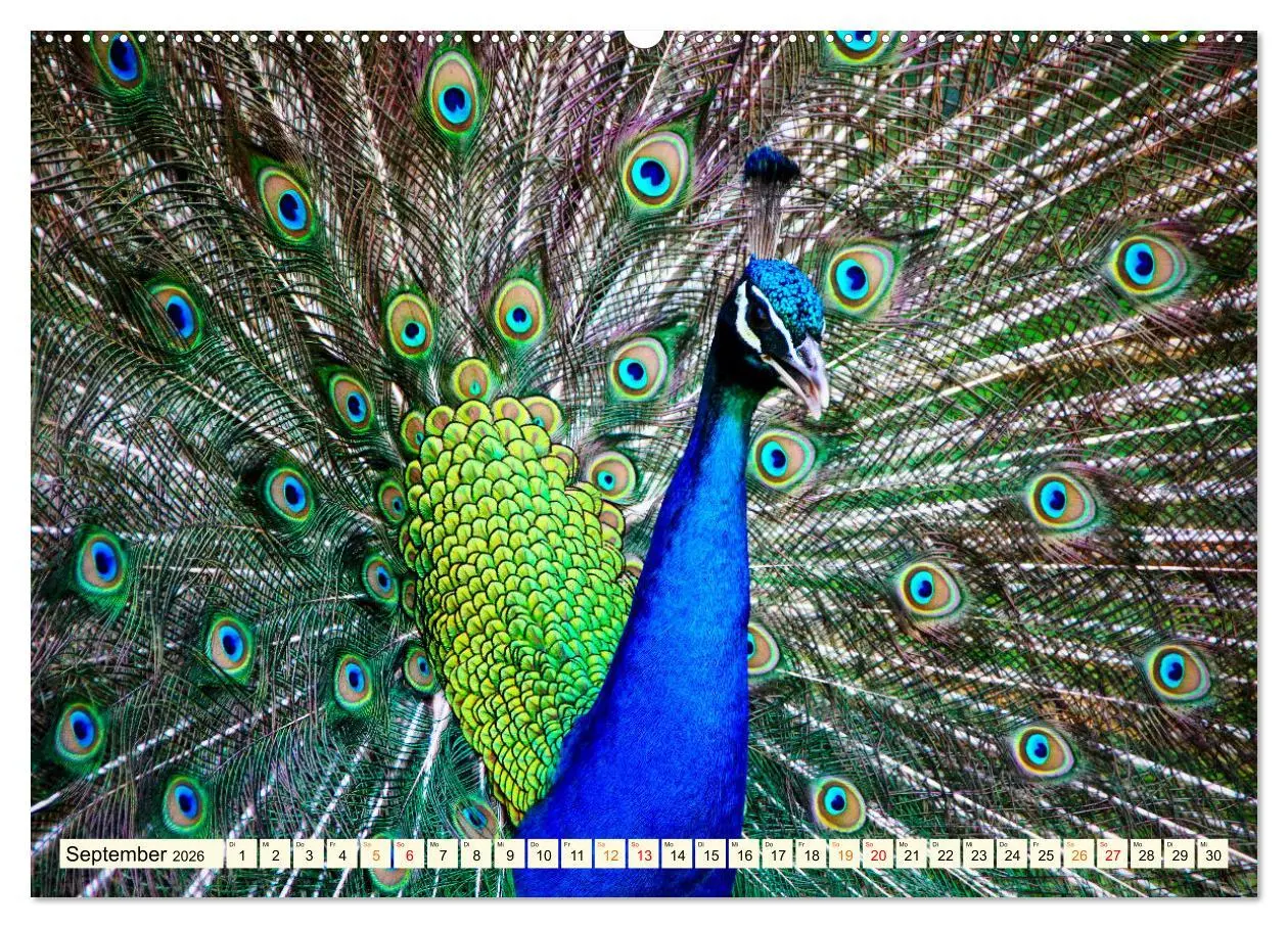 Bild: 9783457573297 | Schöner Pfau (hochwertiger Premium Wandkalender 2026 DIN A2 quer),...
