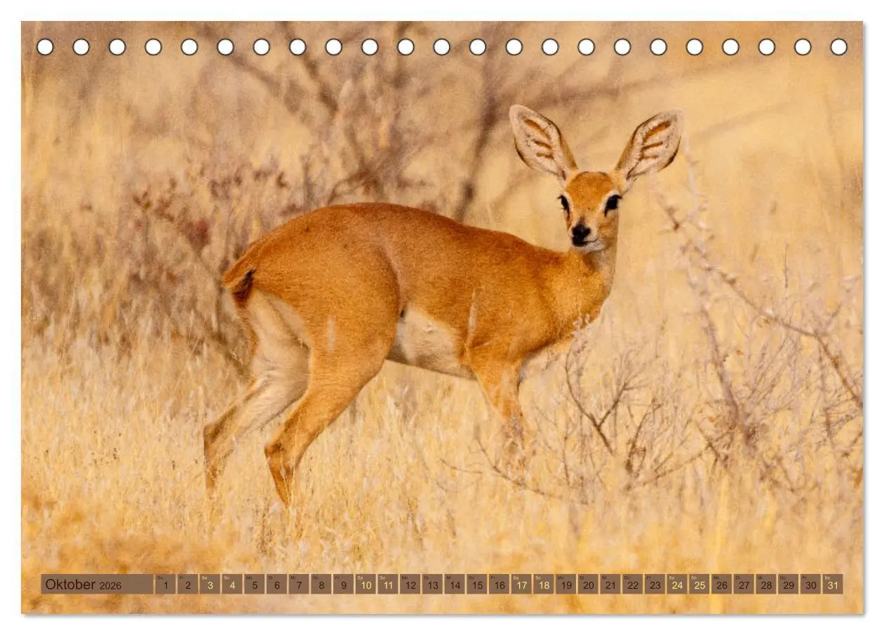 Bild: 9783457493397 | Wildlife Namibia - Etosha und Kalahari (Tischkalender 2026 DIN A5...