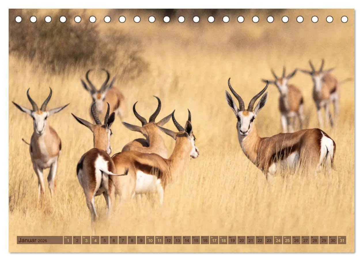 Bild: 9783457493397 | Wildlife Namibia - Etosha und Kalahari (Tischkalender 2026 DIN A5...