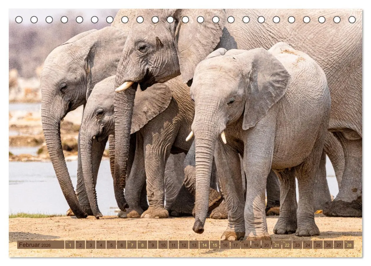 Bild: 9783457493397 | Wildlife Namibia - Etosha und Kalahari (Tischkalender 2026 DIN A5...