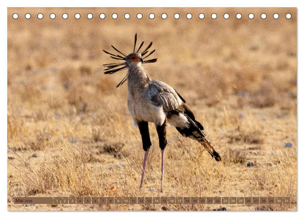 Bild: 9783457493397 | Wildlife Namibia - Etosha und Kalahari (Tischkalender 2026 DIN A5...