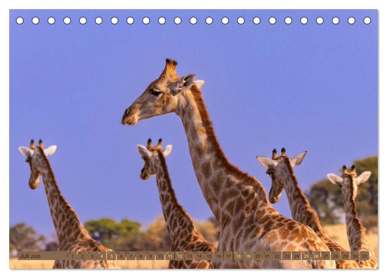 Bild: 9783457493397 | Wildlife Namibia - Etosha und Kalahari (Tischkalender 2026 DIN A5...