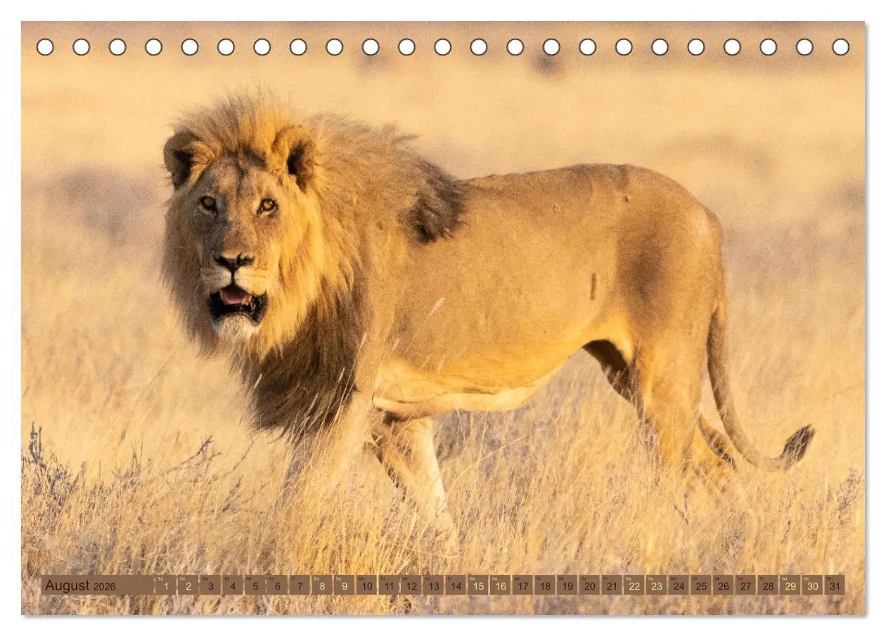 Bild: 9783457493397 | Wildlife Namibia - Etosha und Kalahari (Tischkalender 2026 DIN A5...