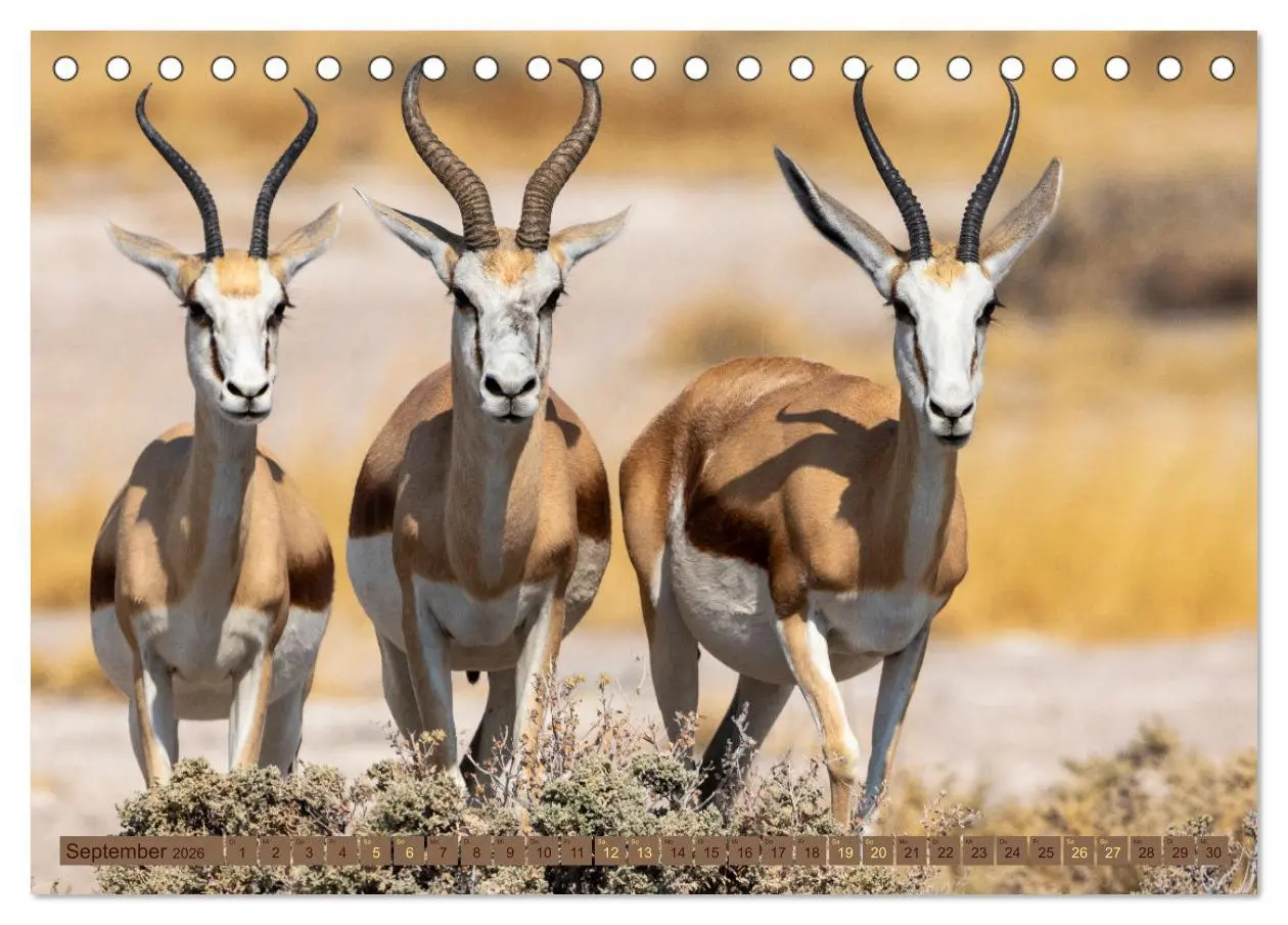Bild: 9783457493397 | Wildlife Namibia - Etosha und Kalahari (Tischkalender 2026 DIN A5...