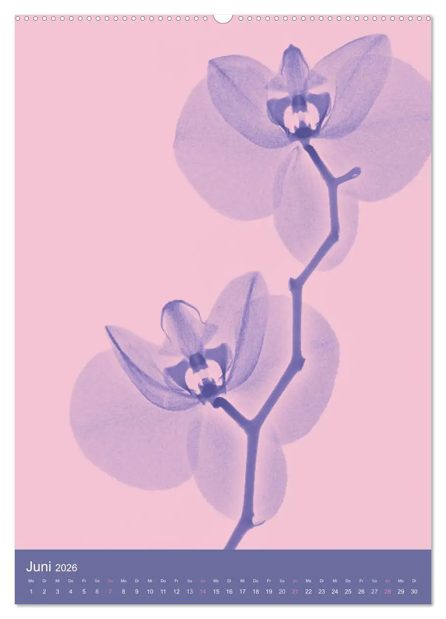 Bild: 9783516343397 | Durchleuchtete Blumenwelt 2026 (Wandkalender 2026 DIN A2 hoch),...