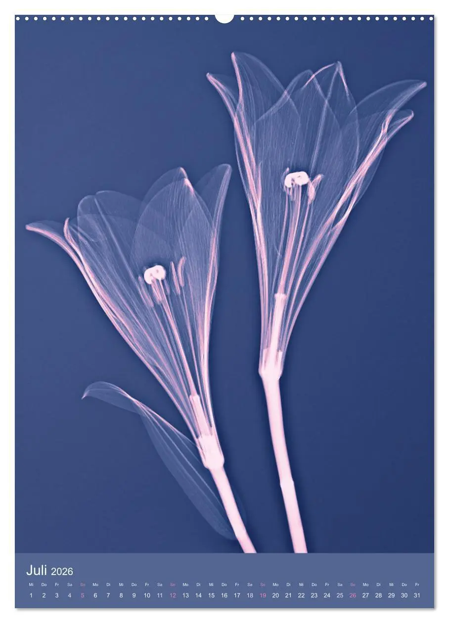 Bild: 9783516343397 | Durchleuchtete Blumenwelt 2026 (Wandkalender 2026 DIN A2 hoch),...
