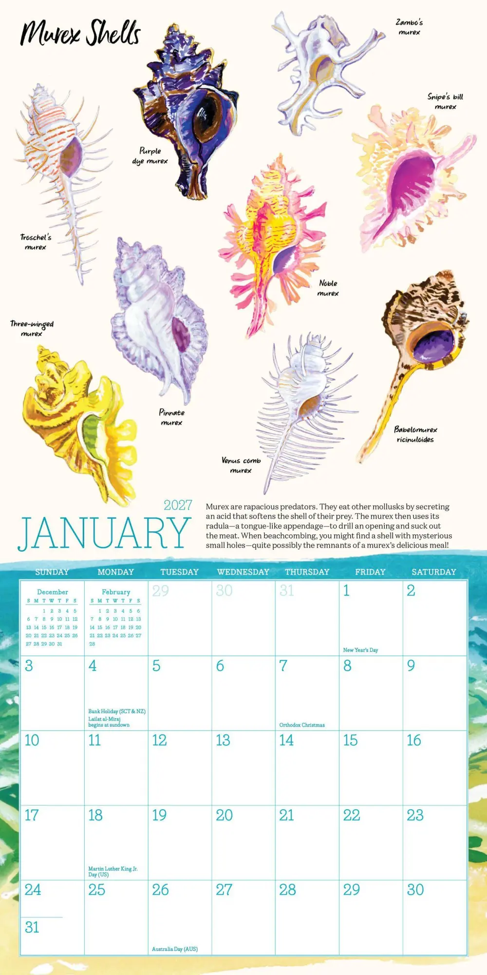 Bild: 9781523533497 | Searching for Seashells Mini Wall Calendar 2027 | Regunberg (u. a.)