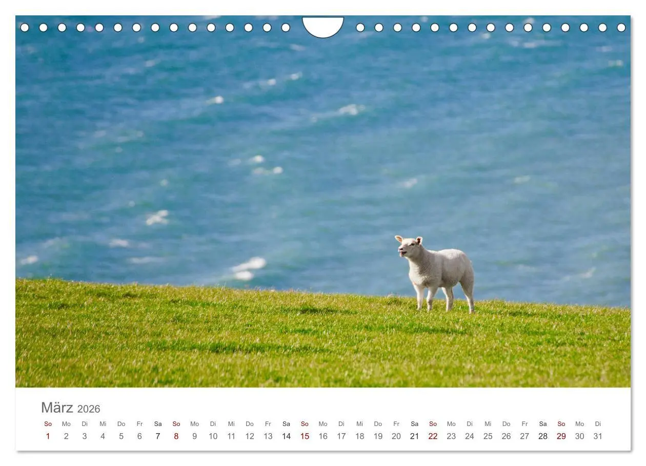 Bild: 9783457843697 | Schafe - Weich und wollig (Wandkalender 2026 DIN A4 quer), CALVENDO...