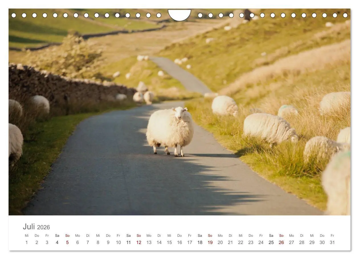 Bild: 9783457843697 | Schafe - Weich und wollig (Wandkalender 2026 DIN A4 quer), CALVENDO...