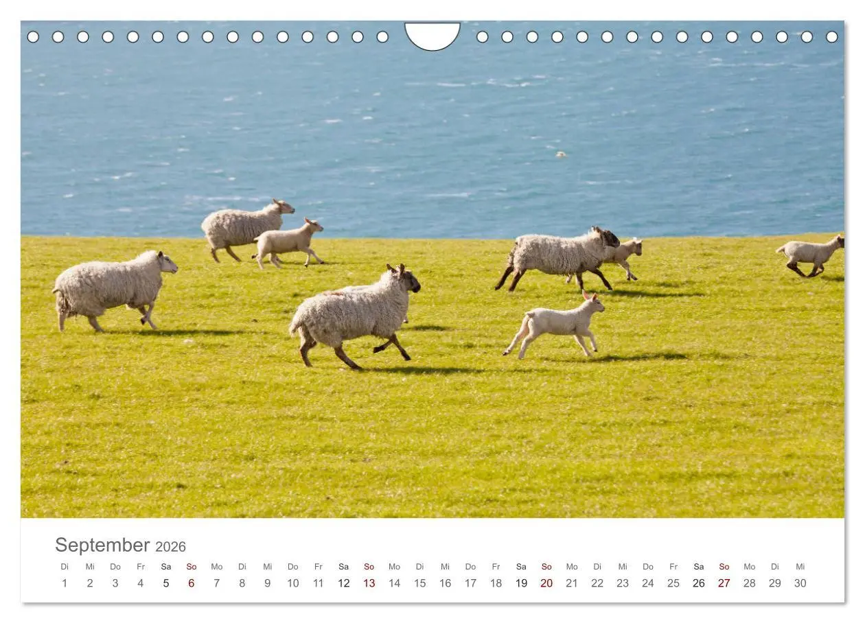 Bild: 9783457843697 | Schafe - Weich und wollig (Wandkalender 2026 DIN A4 quer), CALVENDO...