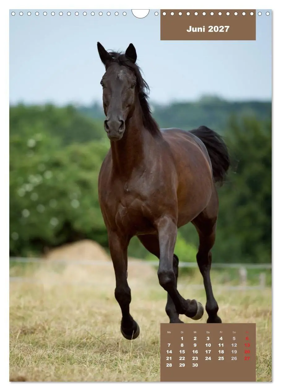 Bild: 9783594153697 | Pferdekalender (Wandkalender 2027 DIN A3 hoch), CALVENDO...