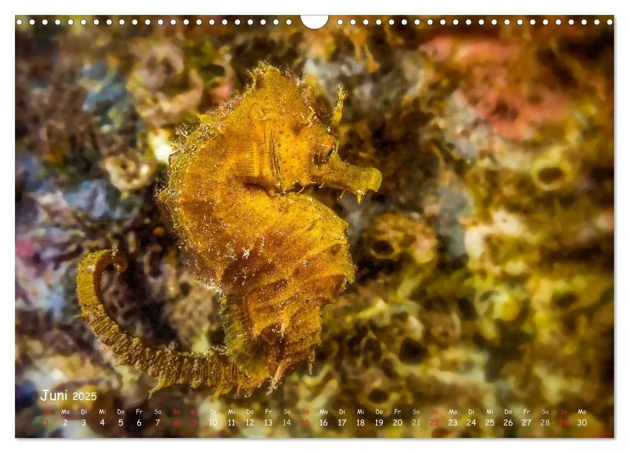 Bild: 9783435503797 | Hippocampus oder einfach nur Seepferdchen (Wandkalender 2025 DIN A3...