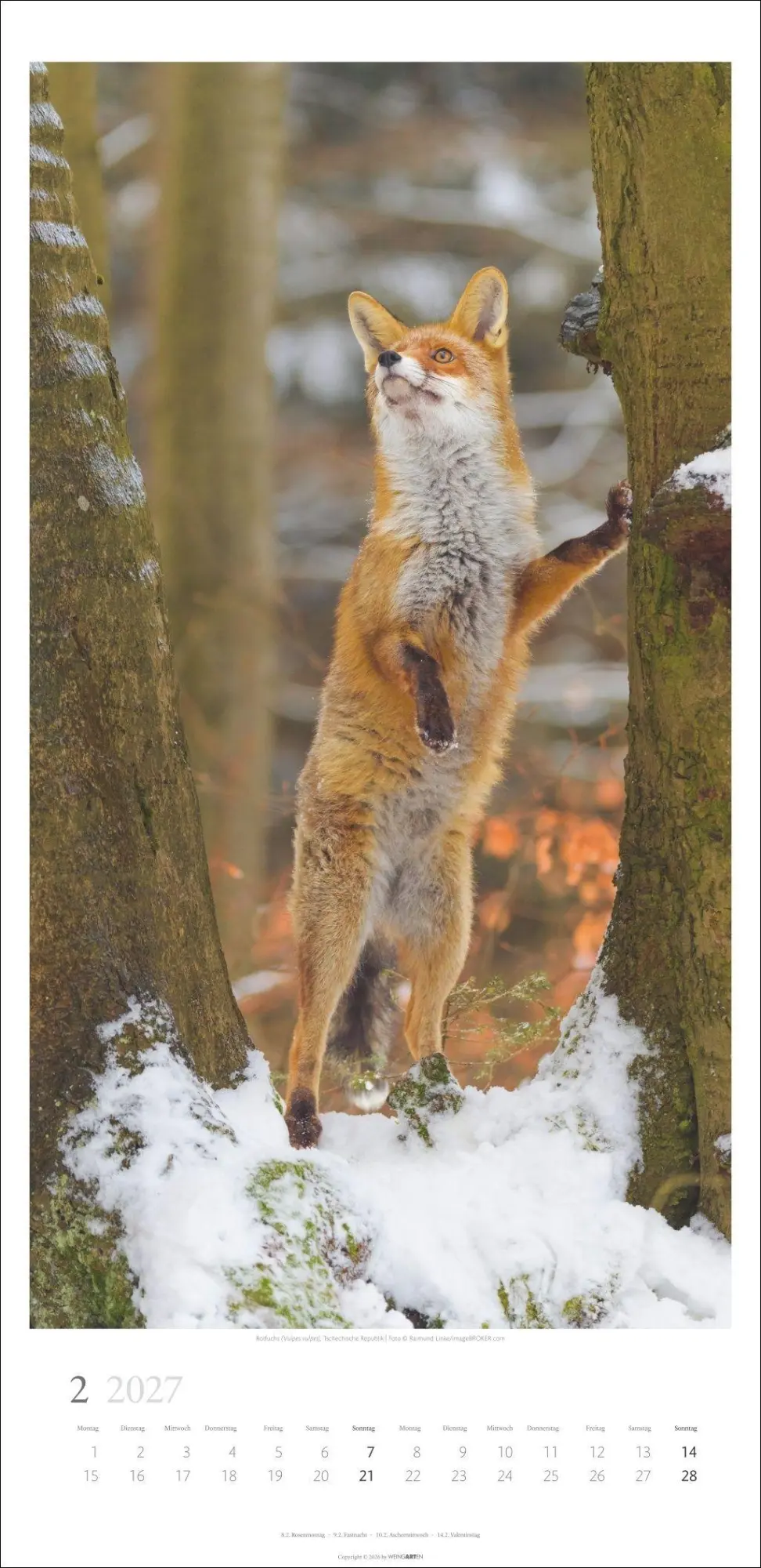 Bild: 9783839903797 | Im Wald Kalender 2027 | Kalender | Spiralbindung | 14 S. | Deutsch
