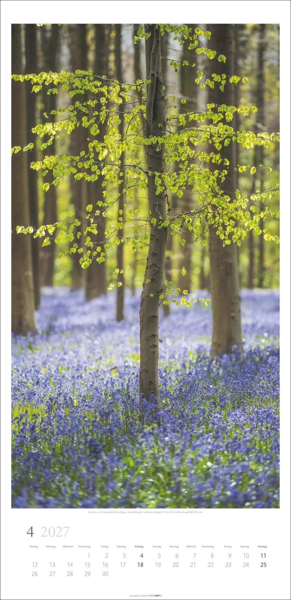 Bild: 9783839903797 | Im Wald Kalender 2027 | Kalender | Spiralbindung | 14 S. | Deutsch
