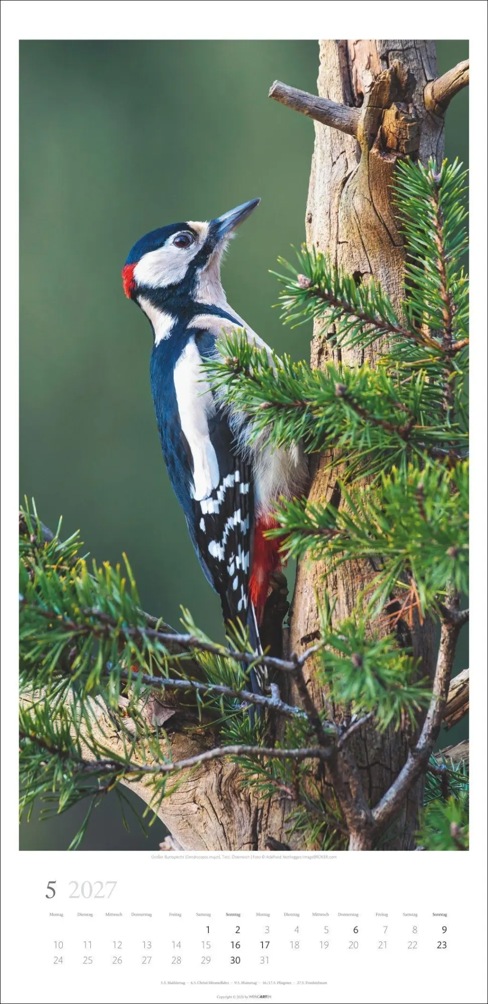 Bild: 9783839903797 | Im Wald Kalender 2027 | Kalender | Spiralbindung | 14 S. | Deutsch