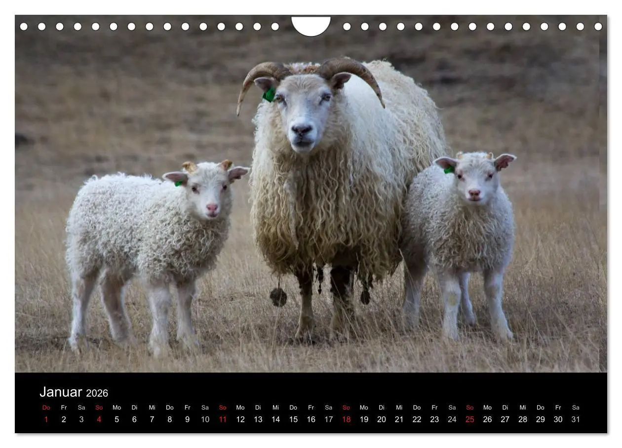 Bild: 9783457993897 | Eindrücklich Island 2026 (Wandkalender 2026 DIN A4 quer), CALVENDO...