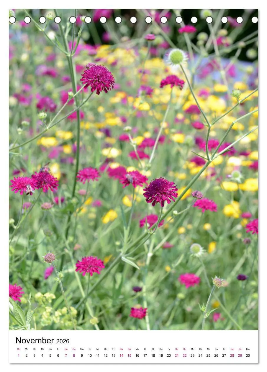 Bild: 9783516393897 | Gärtners Lieblinge - Vielfalt der Stauden im Garten (Tischkalender...