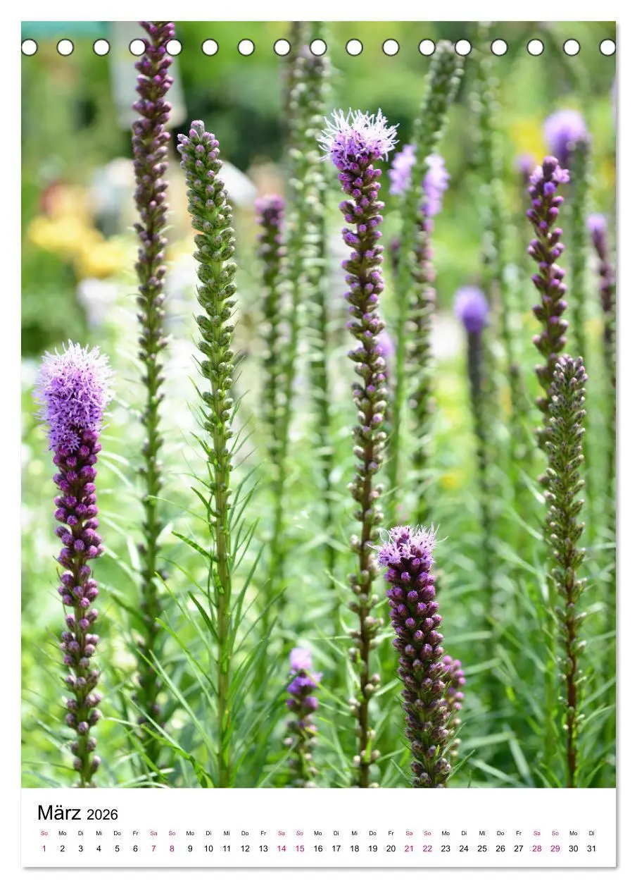 Bild: 9783516393897 | Gärtners Lieblinge - Vielfalt der Stauden im Garten (Tischkalender...