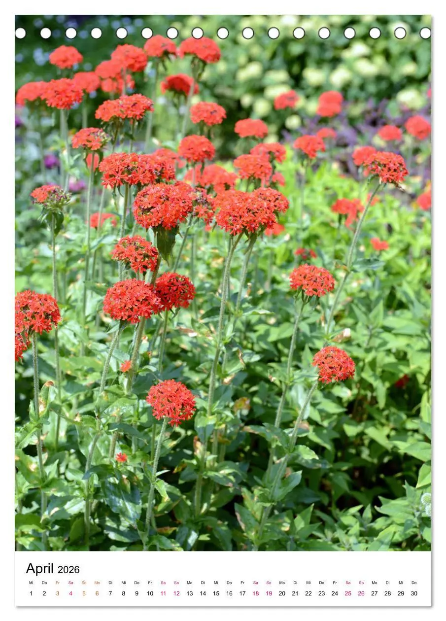 Bild: 9783516393897 | Gärtners Lieblinge - Vielfalt der Stauden im Garten (Tischkalender...