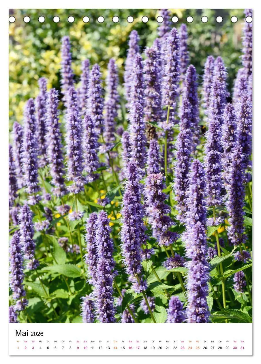 Bild: 9783516393897 | Gärtners Lieblinge - Vielfalt der Stauden im Garten (Tischkalender...