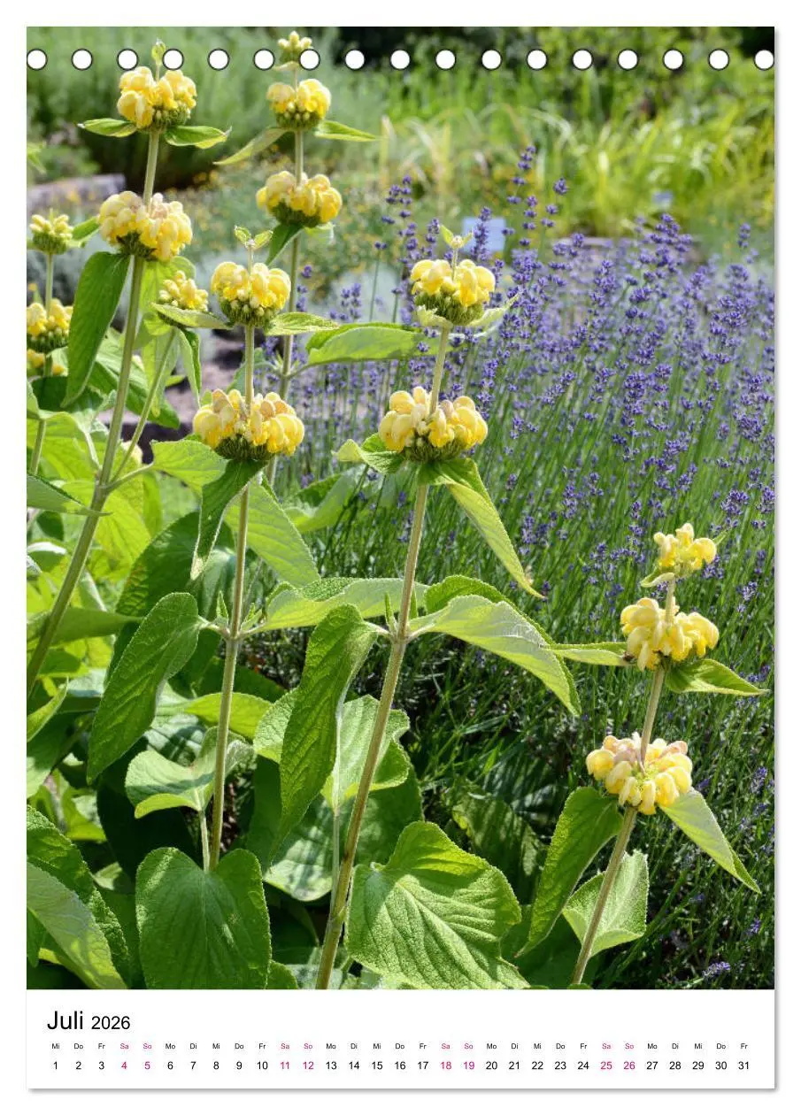 Bild: 9783516393897 | Gärtners Lieblinge - Vielfalt der Stauden im Garten (Tischkalender...