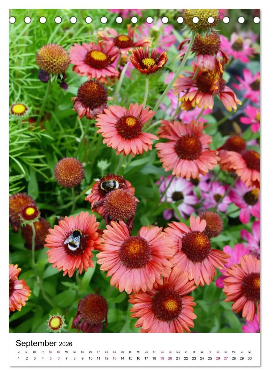 Bild: 9783516393897 | Gärtners Lieblinge - Vielfalt der Stauden im Garten (Tischkalender...
