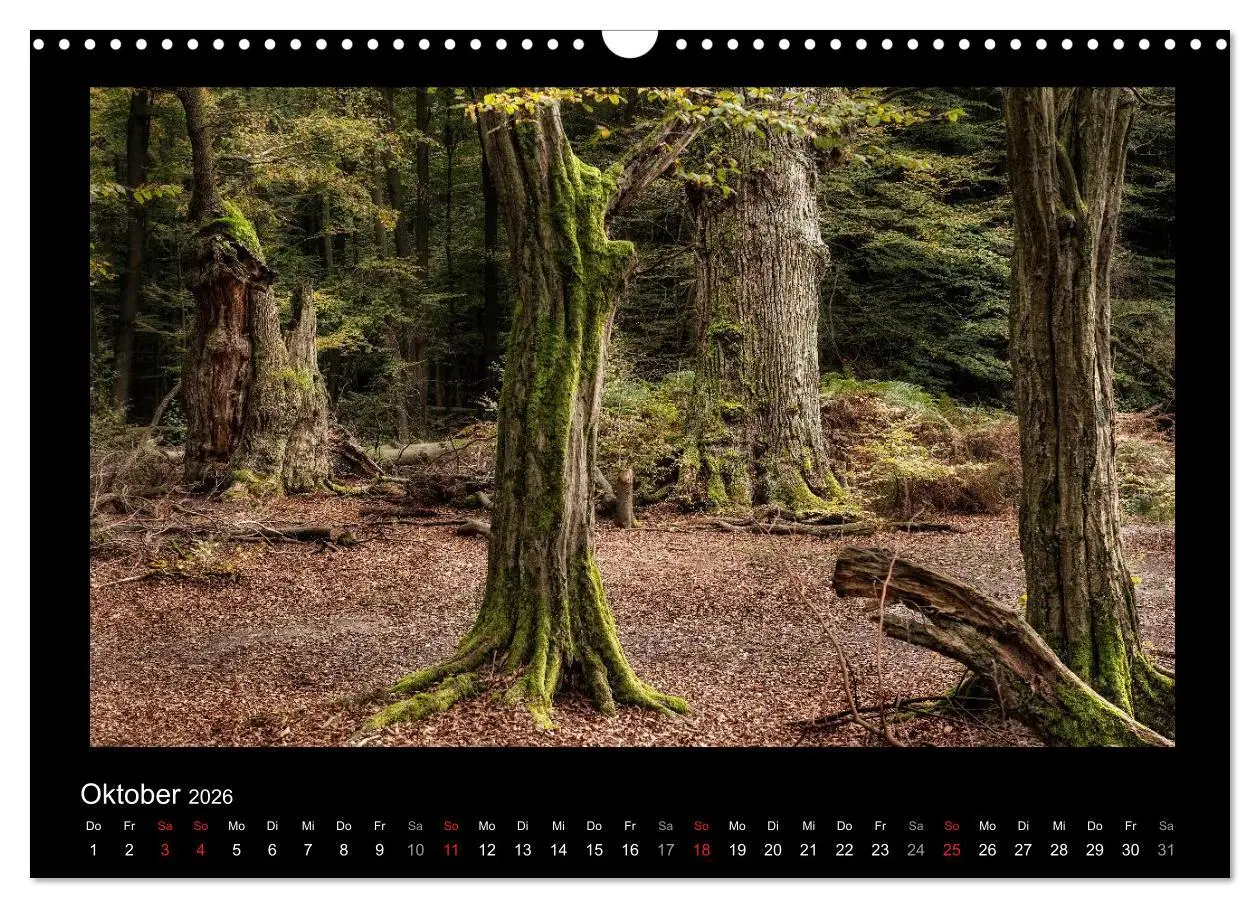 Bild: 9783516073997 | Märchenhafter Reinhardswald und Urwald Sababurg (Wandkalender 2026...