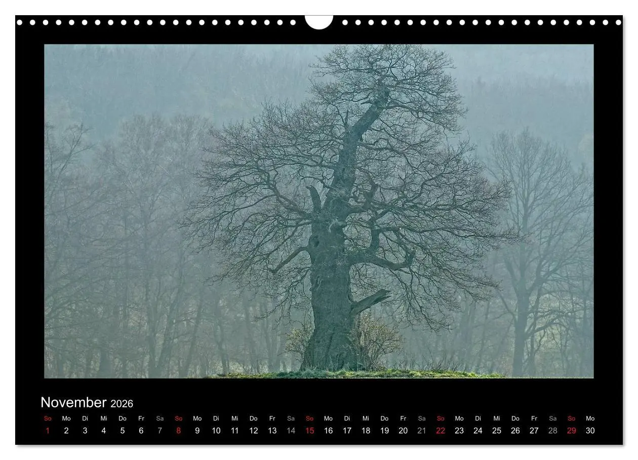 Bild: 9783516073997 | Märchenhafter Reinhardswald und Urwald Sababurg (Wandkalender 2026...